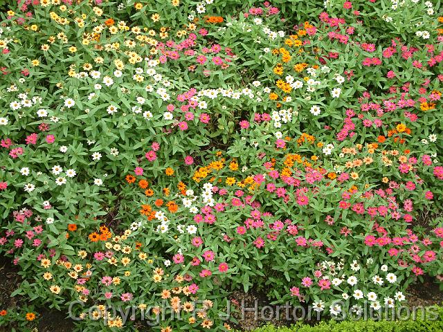Zinnia bed